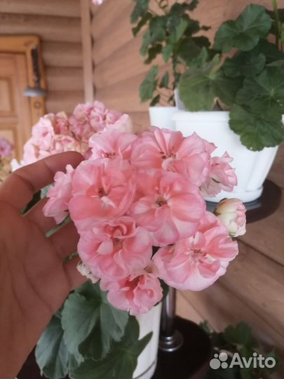 Пеларгония герань