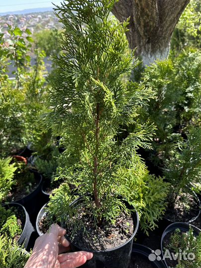 Туя смарагд