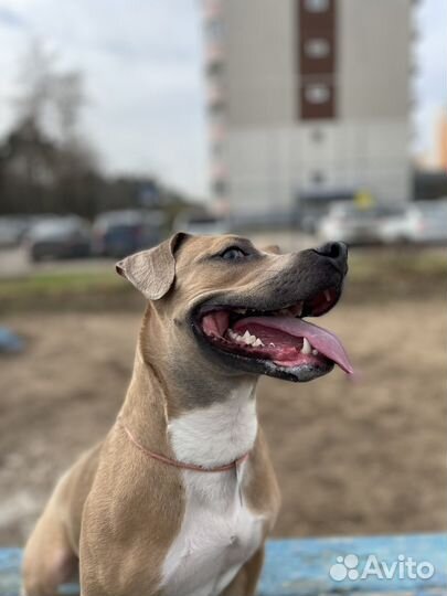 Питбуль в добрые руки