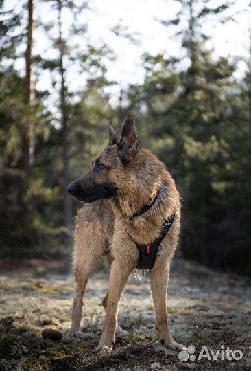 Шлейка rock harness non-stop