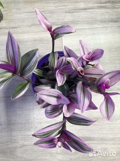 Колеусы вегетативные,традисканции готовые кашпо