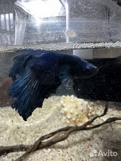 Аквариум с рыбками бу