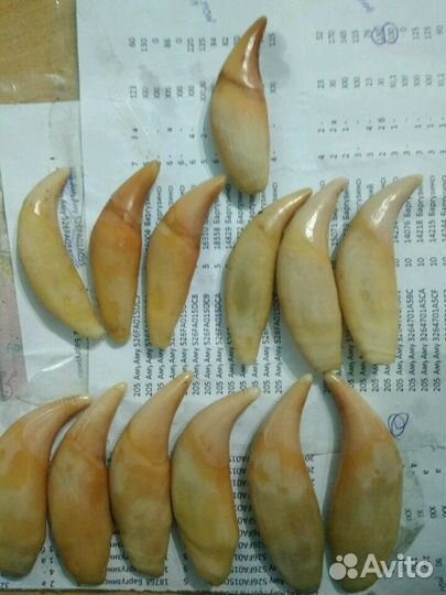 Клыки. 100 оригинал