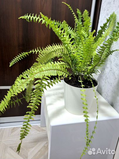 Папоротник комнатный, длинные косы