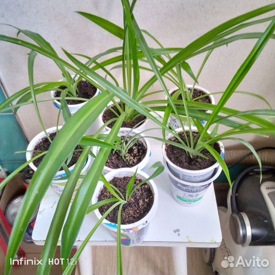 Хлорофитум