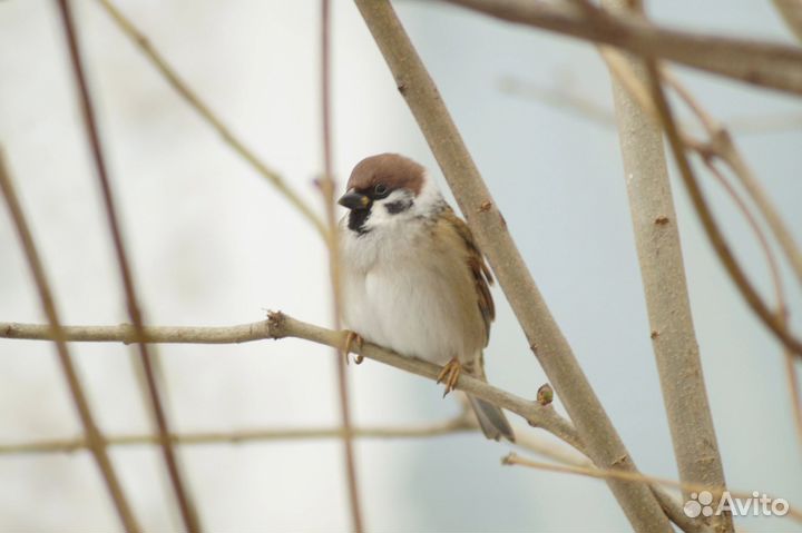 Объектив minolta 75-300 / 4,5 - 5,6