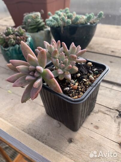 Суккуленты