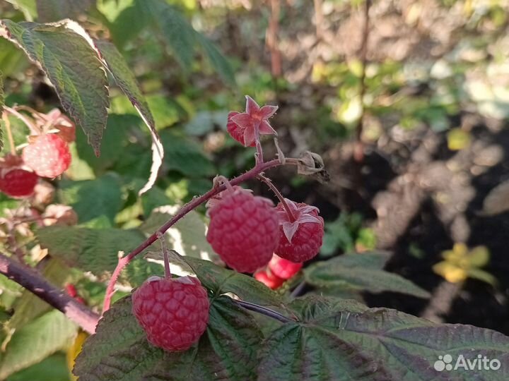 Малина ремонтантная