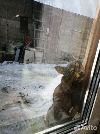 Отдам в добрые руки собак