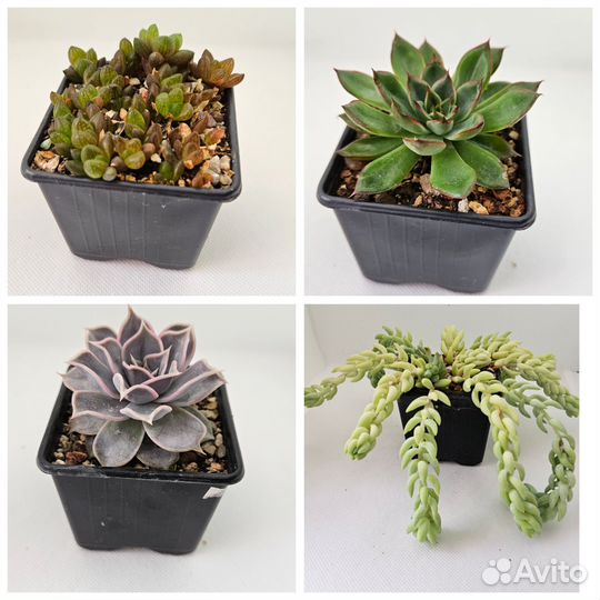 Суккуленты