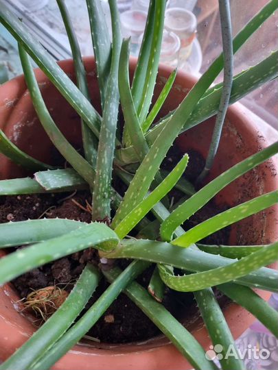 Замиокулькас