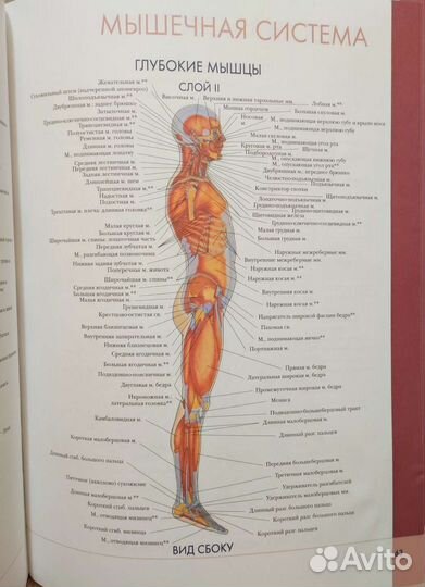 Большой атлас анатомии человека Винс Перез