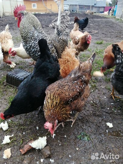 Инкубационное яйцо микс