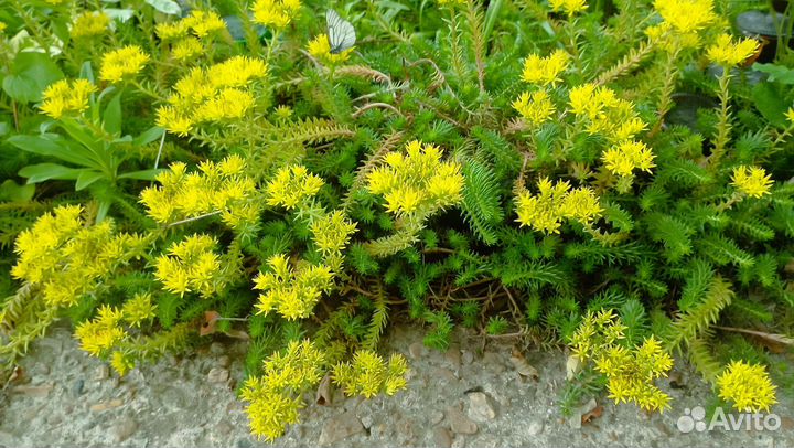 Почвопокровные многолетники