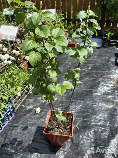 Чубушник Alabaster жасмин