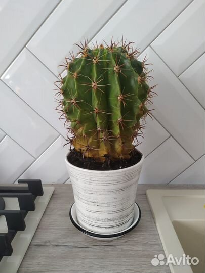 Кактус свежепересаженный