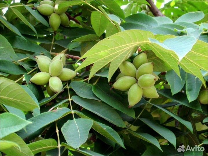 Маньчжурский орех