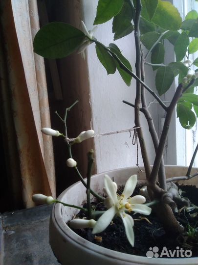 Продаю лимон