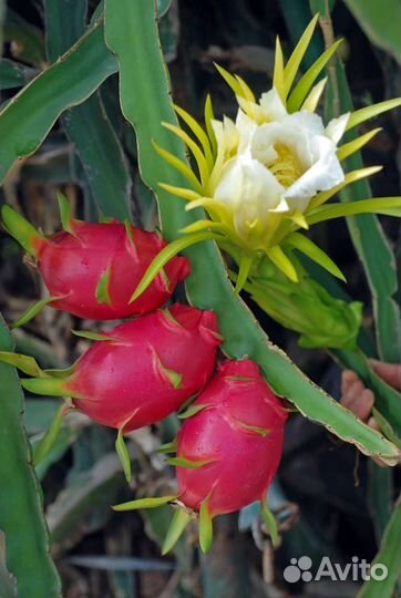Семена Питахайя Драконий Фрукт Сердце Дракона
