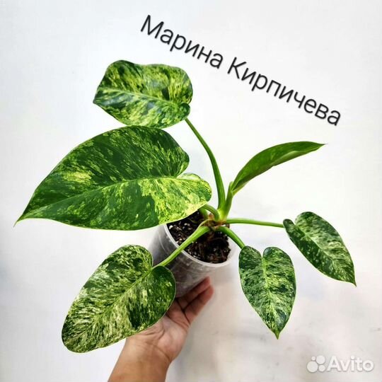 Филодендрон 