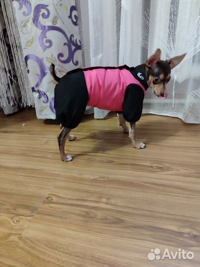Одежда для маленьких собак.Комбинезон деми-зима