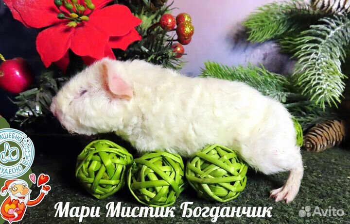 Морские свинки ручные, здоровые на видео