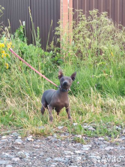 Американский Голый Терьер