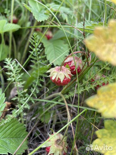 Земляника луговая сушеная