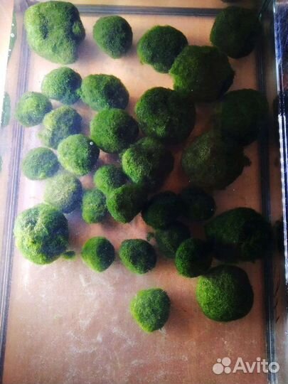 Аквариумная водоросль кладофора шаровидная