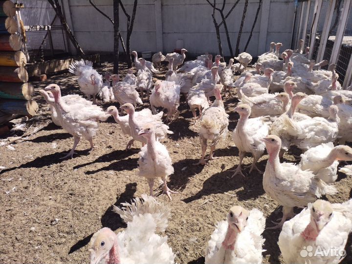 Индюки индюшата Хайбрид