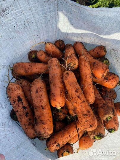 Морковь оптом