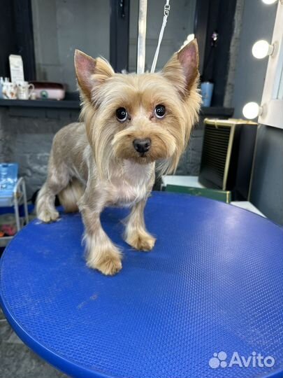 Груминг собак и кошек