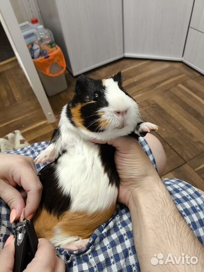 Морская свинка с клеткой