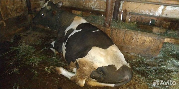 Бык и телка