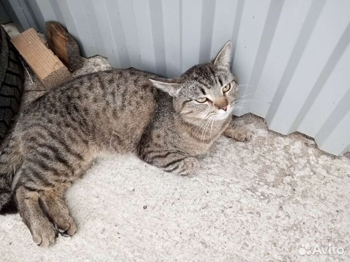 Котики молодые