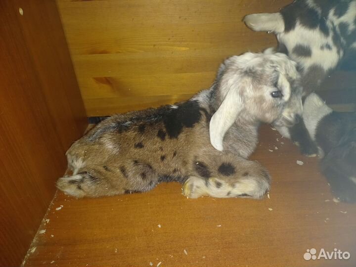 Козлята 75% нубийские