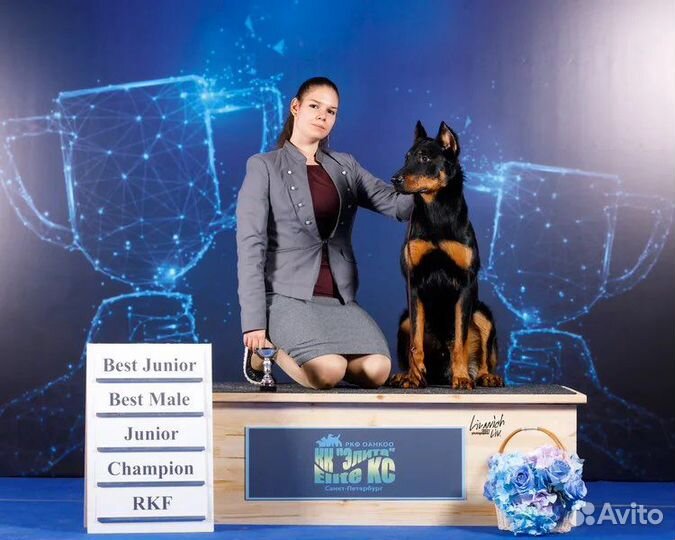 Хендлер, кинолог, показ собак на выставках