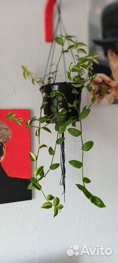 Традесканция разная