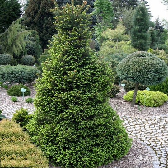 Ель Виллс Цверг