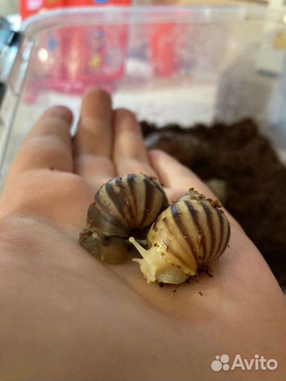 Улитки ахатины маленькие