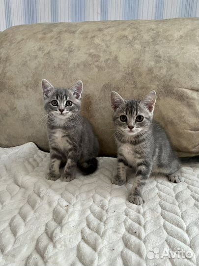 Британские котята табби