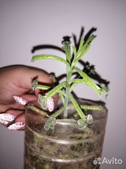 Комнатные растения и цветы