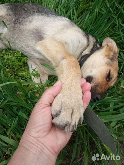 Щенок в добрые руки