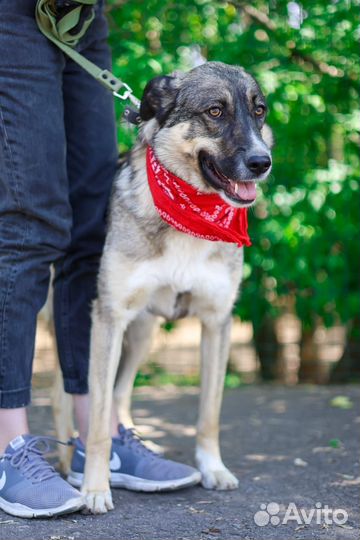 Собака бесплатно в добрые руки