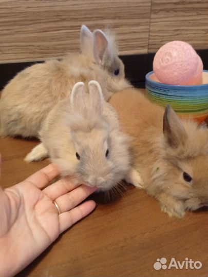 Декоративные кролики