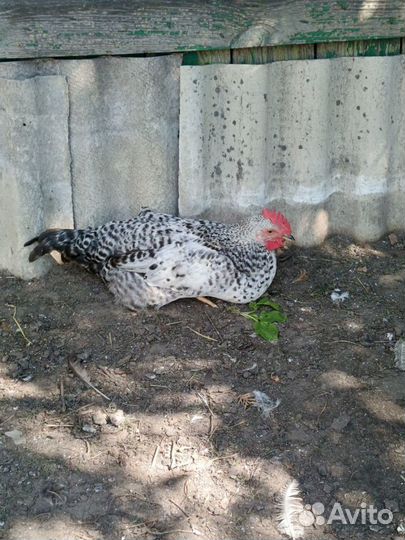 Продам петухов