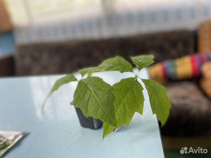 Саженцы дуба красного (канадского)