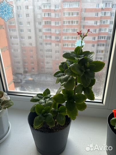 Алоэ и каланхоэ