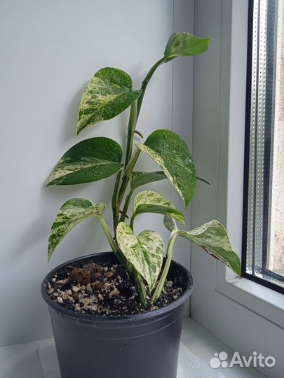 Сциндапсус марбл квин