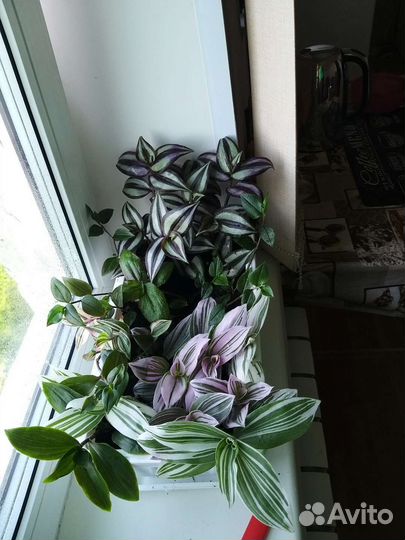 Традесканция сортовая микс